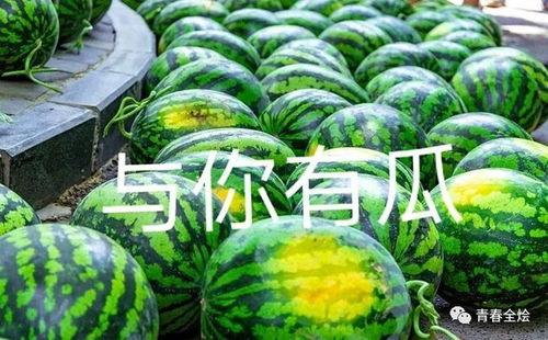 东营仙河吃瓜,清凉一夏，共享瓜香时光  第2张